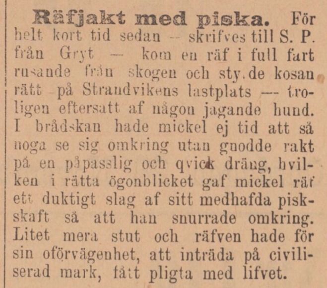 ”Räfjakt med piska”, Motala tidning 28 november 1894.